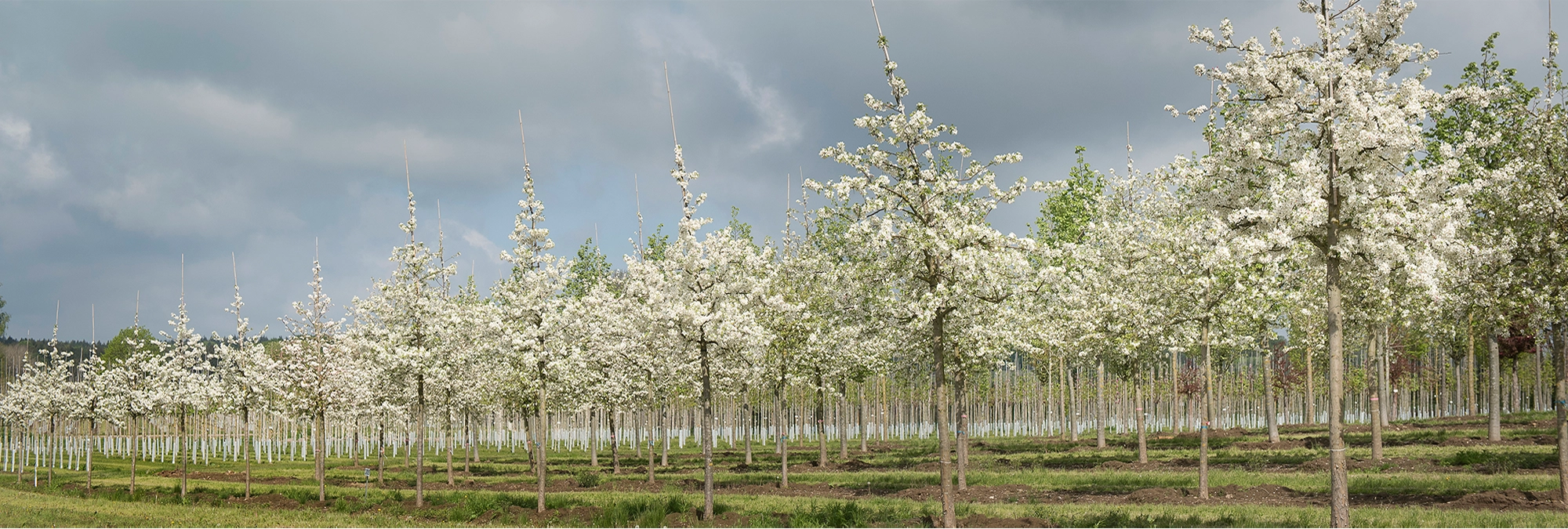 Ein Baumschulquartier im Frühjahr zarte weiße Blüten